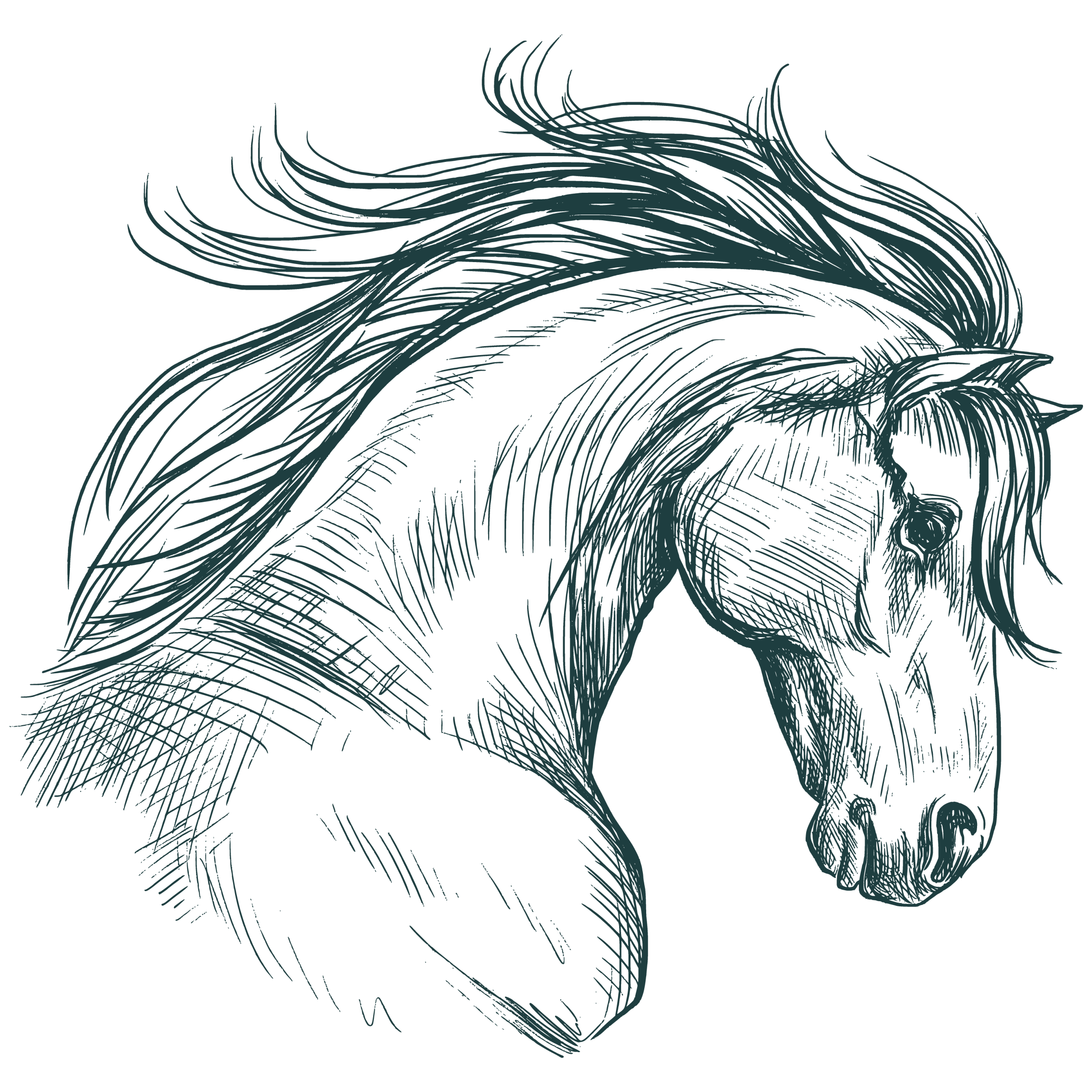dessin d'un cheval
