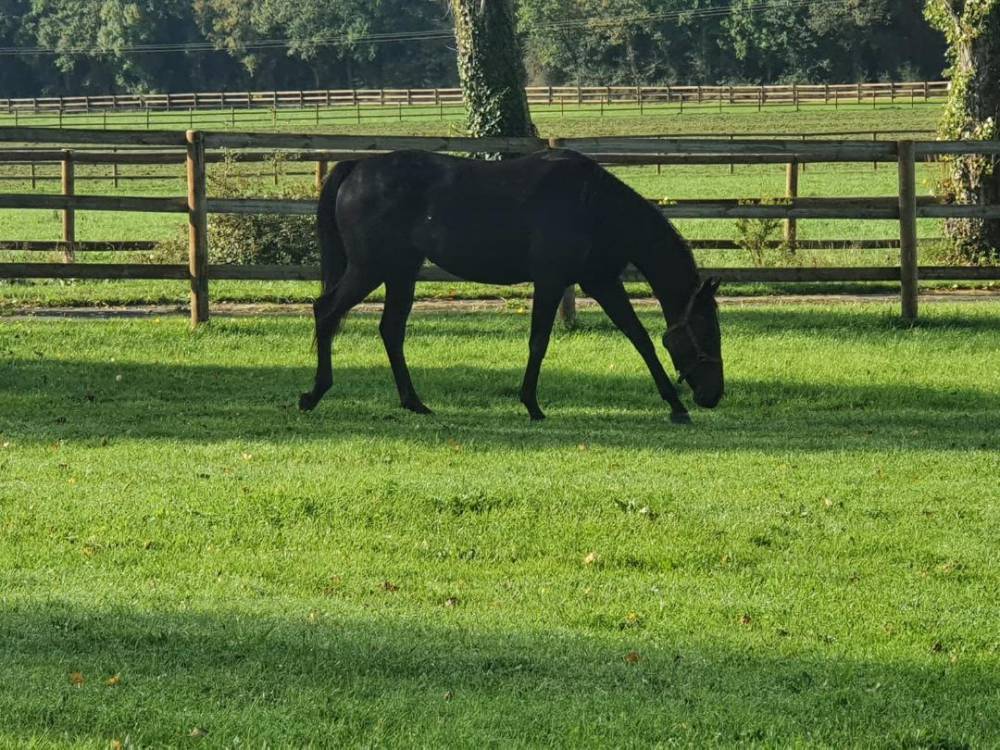 paddock de repos