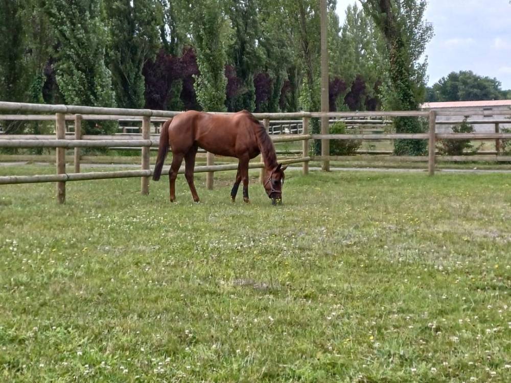 paddock de repos