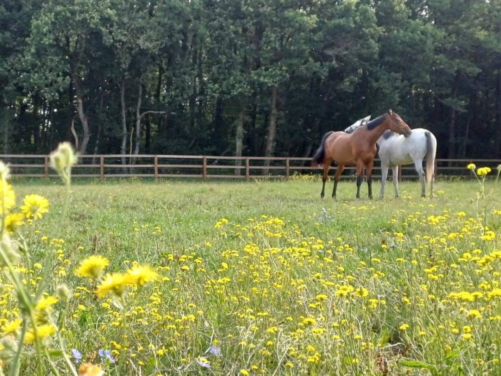 paddock de repos