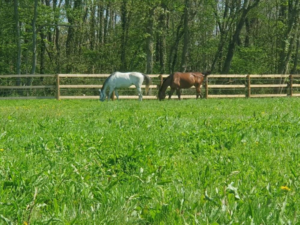 paddock de repos