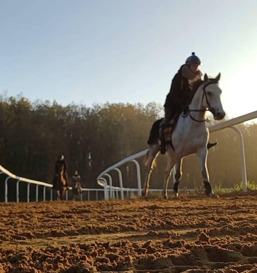chevaux sur piste d'entrainement
