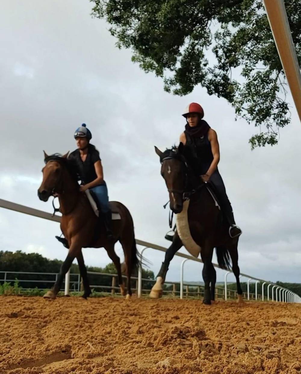 chevaux sur piste d'entrainement