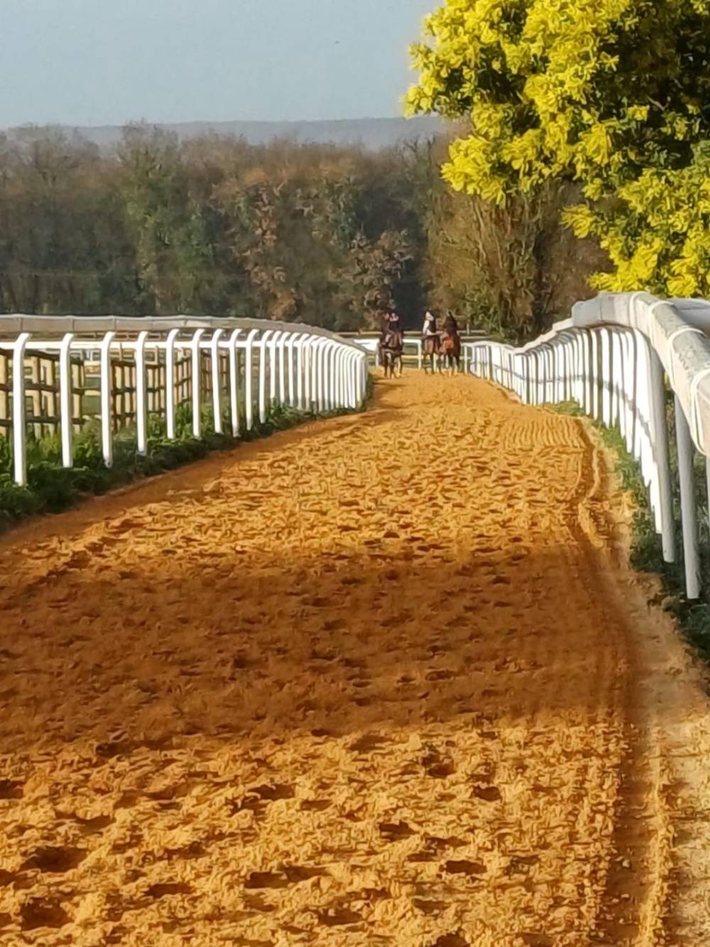 chevaux sur piste d'entrainement