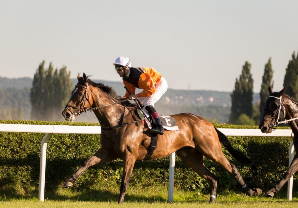 chevaux sur piste d'entrainement