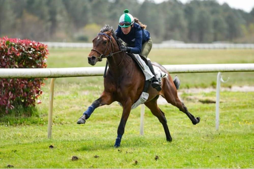 cheval baie à vendre sur piste