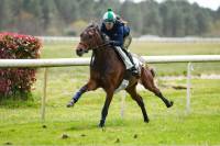 cheval baie à vendre sur piste