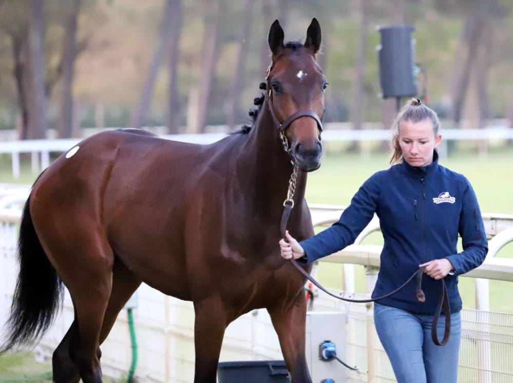 cheval baie à vendre