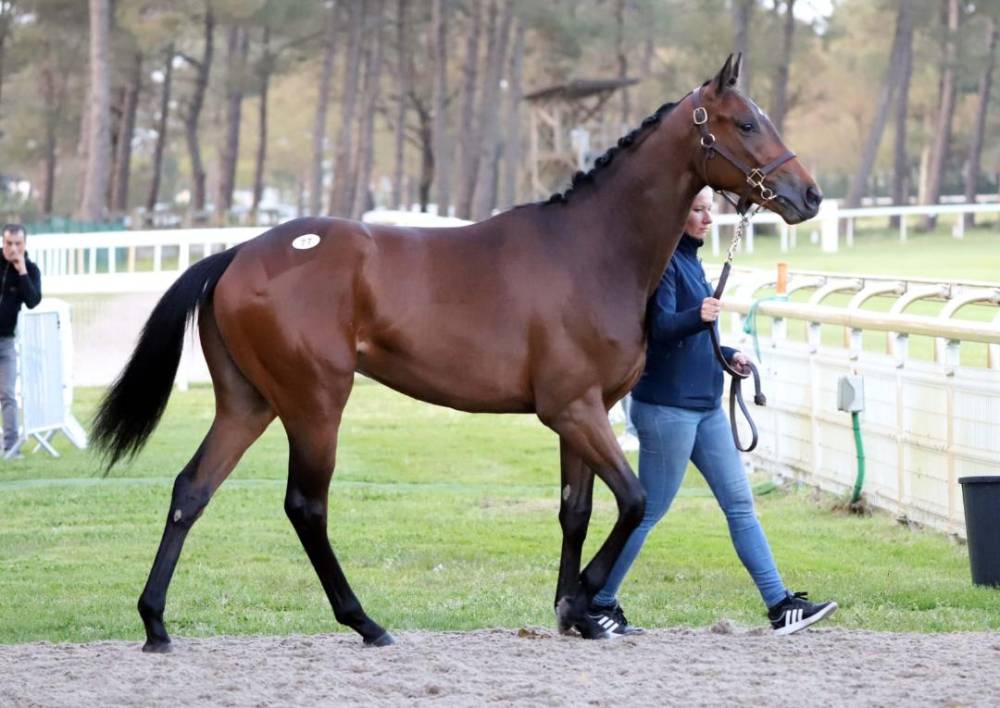 cheval baie à vendre