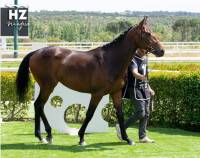 cheval baie à vendre