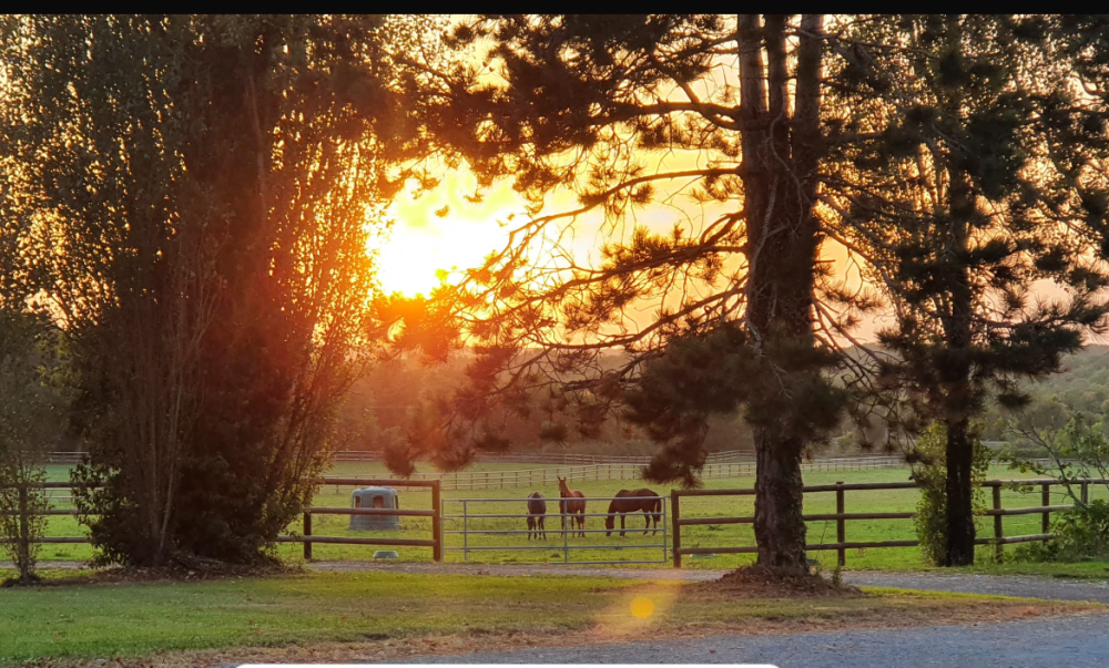 paddock de repos au coucher de soleil