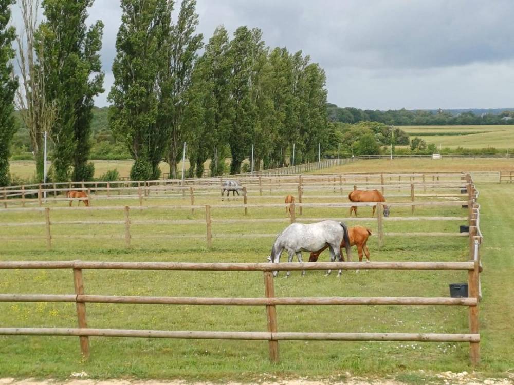 paddocks de poulains
